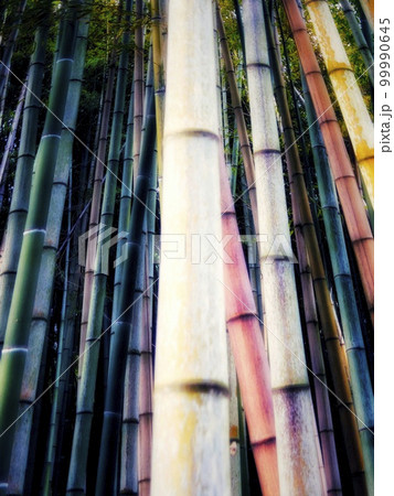 竹が生い茂る背景 99990645