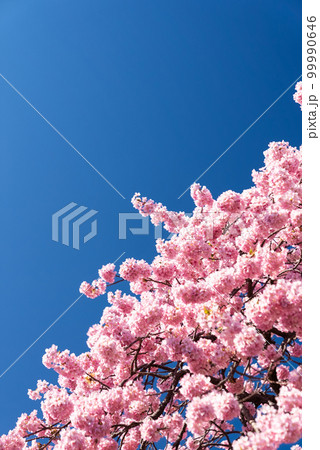 河津桜と青空(枝垂れ桜) 河津桜と青空(枝垂れ桜) 99990646