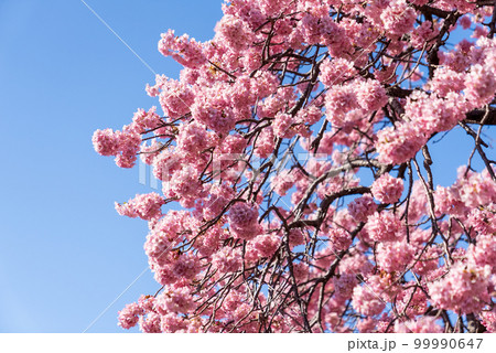 河津桜と青空（枝垂れ桜） 99990647