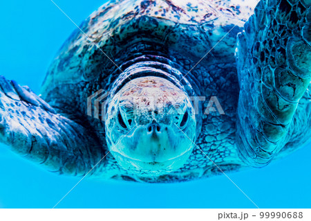 沖縄 美ら海水族館 ~ウミガメ~ 沖縄 美ら海水族館 ~ウミガメ~ 99990688