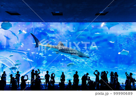 沖縄 美ら海水族館　～大水槽のジンベイザメ～ 99990689