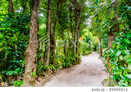 沖縄 備瀬のフクギ並木 沖縄 備瀬のフクギ並木 99990813
