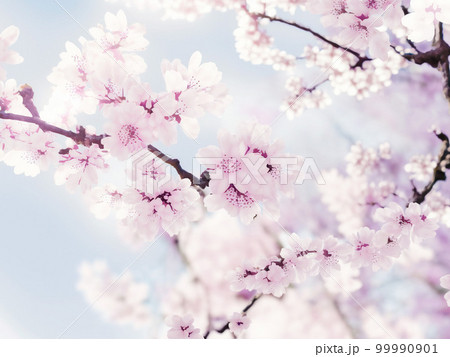 桜のイラスト背景素材 99990901