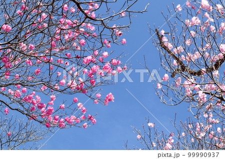 群馬県赤城山の青空に映えるアカヤシオ 99990937