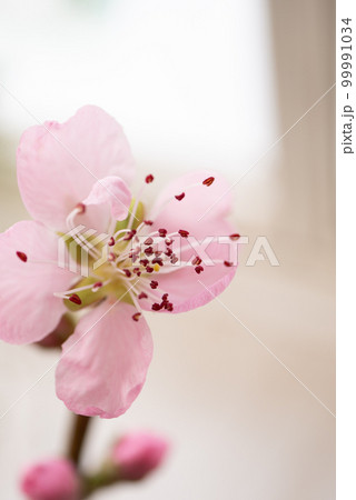 桃の花【春イメージ】 99991034