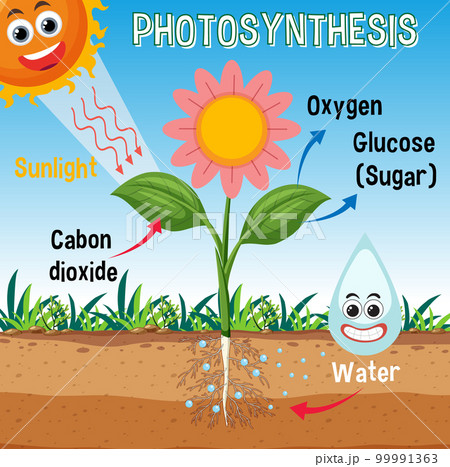 Diagram of Photosynthesis for biology and life science education Diagram of Photosynthesis for biology and life science education 99991363