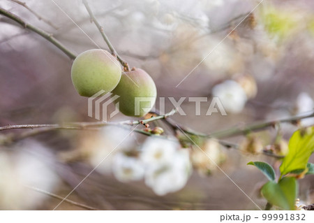 White plum tree flowers., on the tree White plum tree flowers., on the tree 99991832