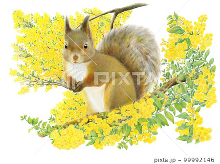 ミモザの花とリス　手描き　色鉛筆画 99992146
