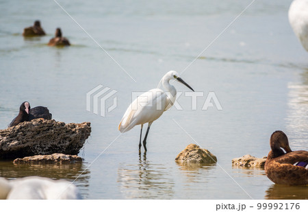 The small white heron or Little egret stands in the lake 99992176