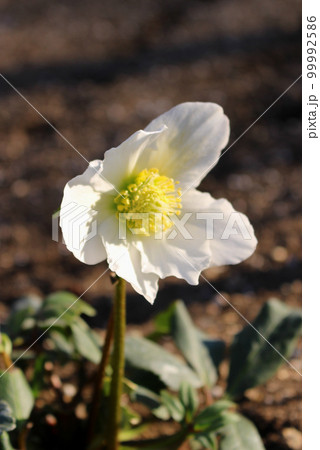 クリスマスローズ　縦 99992586