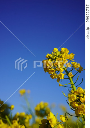 青空と菜の花 99992737