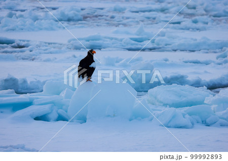 鷲　オオワシ　北海道　オホーツク海　遊覧船　クルーズ船　流氷 99992893