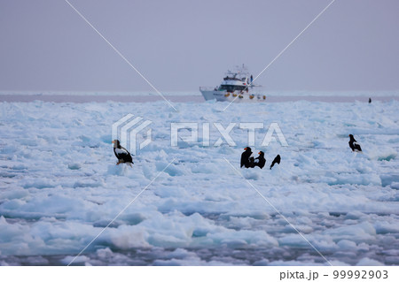 鷲 オオワシ 北海道 オホーツク海 遊覧船 クルーズ船 流氷 鷲 オオワシ 北海道 オホーツク海 遊覧船 クルーズ船 流氷 99992903
