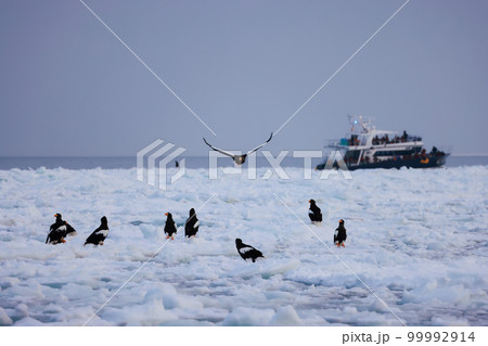 鷲　オオワシ　北海道　オホーツク海　遊覧船　クルーズ船　流氷 99992914