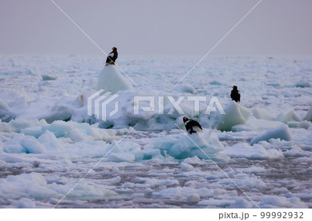 鷲 オオワシ 北海道 オホーツク海 遊覧船 クルーズ船 流氷 鷲 オオワシ 北海道 オホーツク海 遊覧船 クルーズ船 流氷 99992932