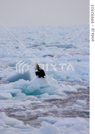 鷲 オオワシ 北海道 オホーツク海 遊覧船 クルーズ船 流氷 鷲 オオワシ 北海道 オホーツク海 遊覧船 クルーズ船 流氷 99992933