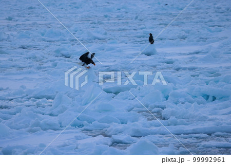 鷲　オオワシ　北海道　オホーツク海　遊覧船　クルーズ船　流氷 99992961