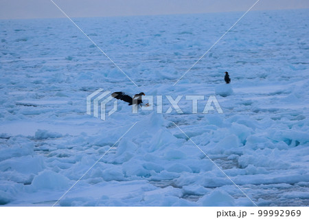 鷲 オオワシ 北海道 オホーツク海 遊覧船 クルーズ船 流氷 鷲 オオワシ 北海道 オホーツク海 遊覧船 クルーズ船 流氷 99992969