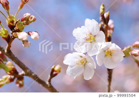 咲き始めたソメイヨシノのクローズアップ 99993504