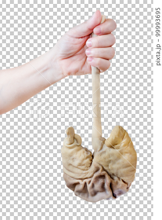 Hand holding pork stomach isolated 99993695