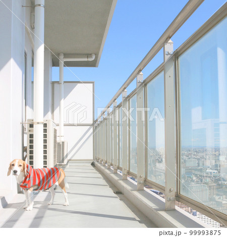 ベランダのビーグル犬 99993875
