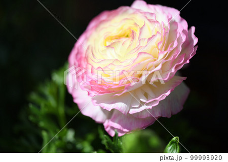 ラナンキュラス（キンポウゲ科） 99993920