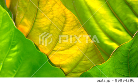 Beautiful natural arranged symmetry and organic shapes of green and gold leaves, plant with light and selectively soft focus abstract texture background. Beautiful natural arranged symmetry and organic shapes of green and gold leaves, plant with light and selectively soft focus abstract texture background. 99994296