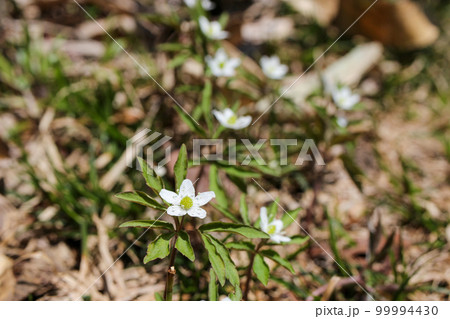 群馬県野反湖に咲くヒメイチゲの花 群馬県野反湖に咲くヒメイチゲの花 99994430