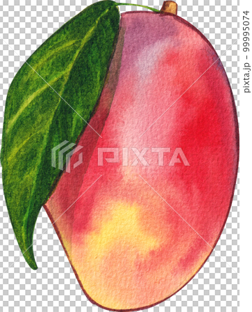 Mango watercolor png element 99995074
