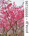 沖縄_ピンクの桜2 99995196