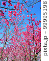 沖縄_ピンクの桜1 99995198