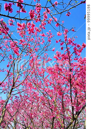 沖縄_ピンクの桜1 沖縄_ピンクの桜1 99995198