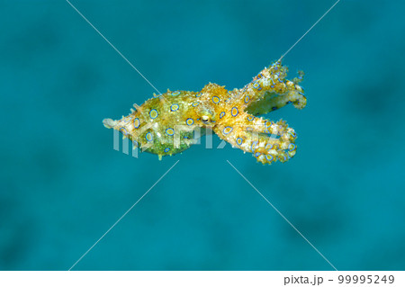 オオモルモンダコ オオモルモンダコ 99995249