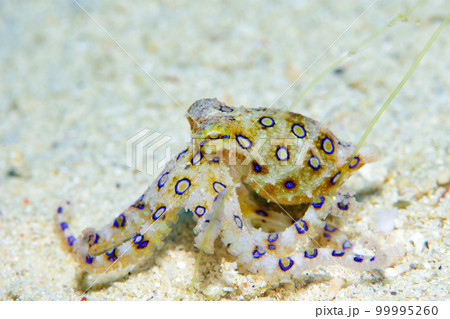 オオモルモンダコ 99995260