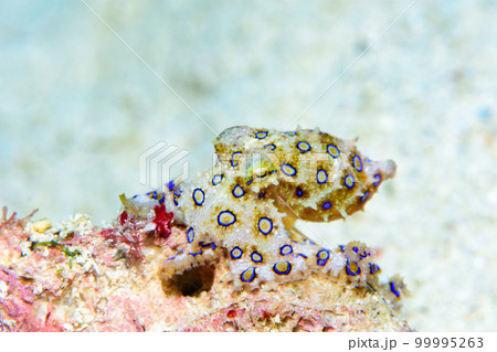 オオモルモンダコ 99995263
