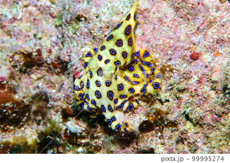オオモルモンダコ オオモルモンダコ 99995274