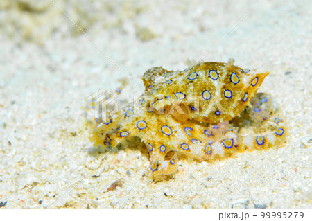 オオモルモンダコ 99995279