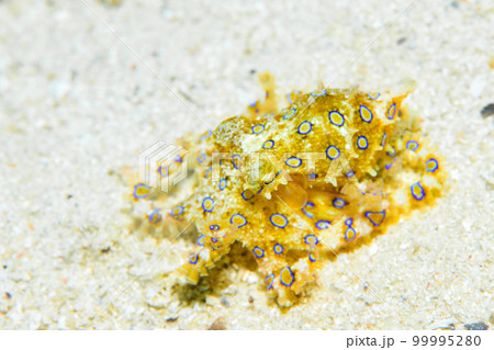 オオモルモンダコ 99995280