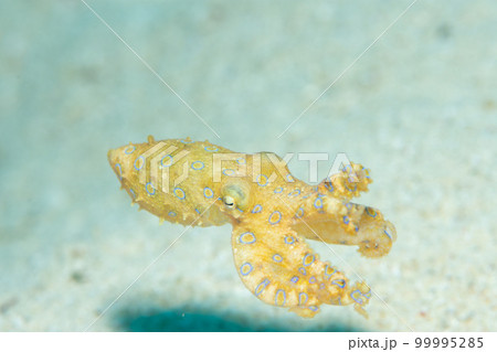 オオモルモンダコ オオモルモンダコ 99995285
