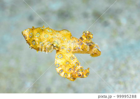 オオモルモンダコ オオモルモンダコ 99995288