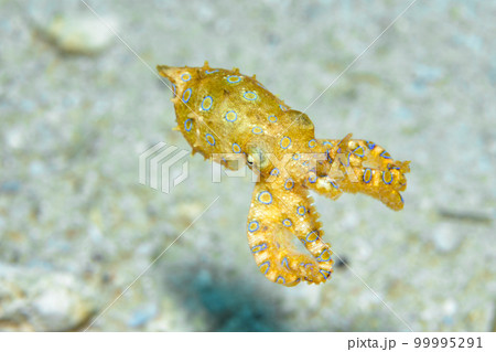 オオモルモンダコ 99995291