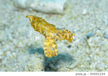 オオモルモンダコ 99995294