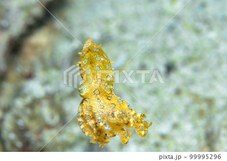 オオモルモンダコ オオモルモンダコ 99995296