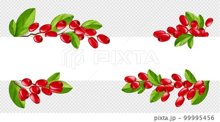 Realistic barberry border illustration in vector 99995456