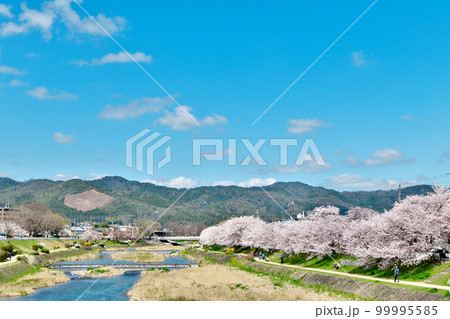 鴨川の桜の満開と五山送り火「舟形」山の春 鴨川の桜の満開と五山送り火「舟形」山の春 99995585