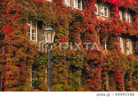 Facade of Building with climber plants, ivy growing on the plant-covered walls. Autumn Ecology and green living in city, urban environment concept. Gdansk Poland. Biophilia outdoor design Sustainable Facade of Building with climber plants, ivy growing on the plant-covered walls. Autumn Ecology and green living in city, urban environment concept. Gdansk Poland. Biophilia outdoor design Sustainable 99995586