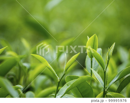 Green tea tree leaves field plant in camellia sinensis organic farm. Close up Tree tea plantations mountain green nature background in morning. Fresh young tender bud herbal Green tea tree in farm 99995976
