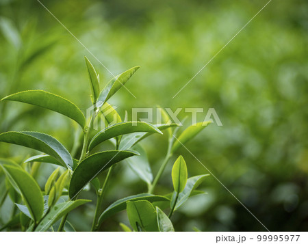 Green tea tree leaves field young tender bud herbal Green tea tree in camellia sinensis organic farm. Close up Fresh Tree tea plantations mountain green nature in herbal farm plant background morning 99995977
