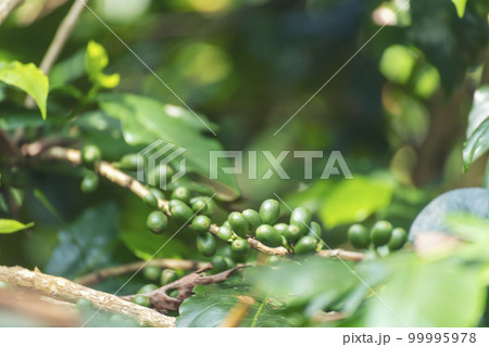 Close up Green seed berries harvest arabica coffee garden. Green coffee bean berry plant fresh raw seed coffee tree growth in eco organic farm. Fresh coffee bean green leaf bush ecology berry plant 99995978