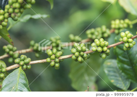 Green coffee bean berry plant fresh raw seed coffee tree growth in eco organic farm. Close up Green seed berries harvest arabica coffee garden. Fresh coffee bean green leaf bush ecology berry plant 99995979
